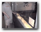 See Stephen G. touch Shiela E. at Snake Farm
