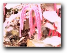 Feel Chenille at the Fort Worth Botanical Conservatory